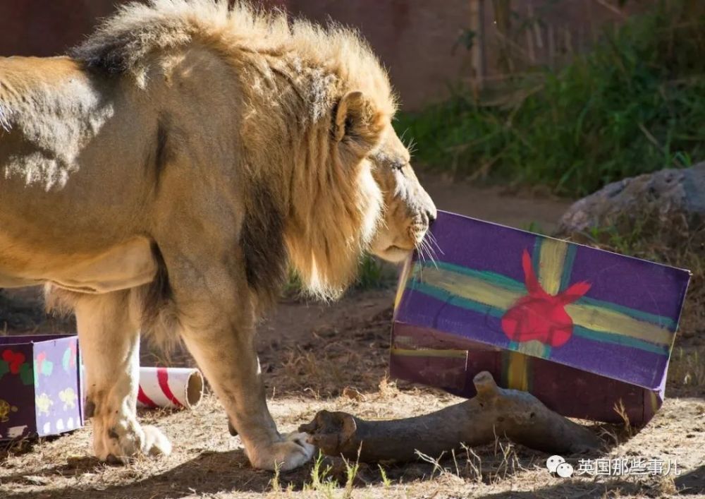 狮子|狮子夫妇忠贞相伴12年到老，如今在同一天被安乐死……