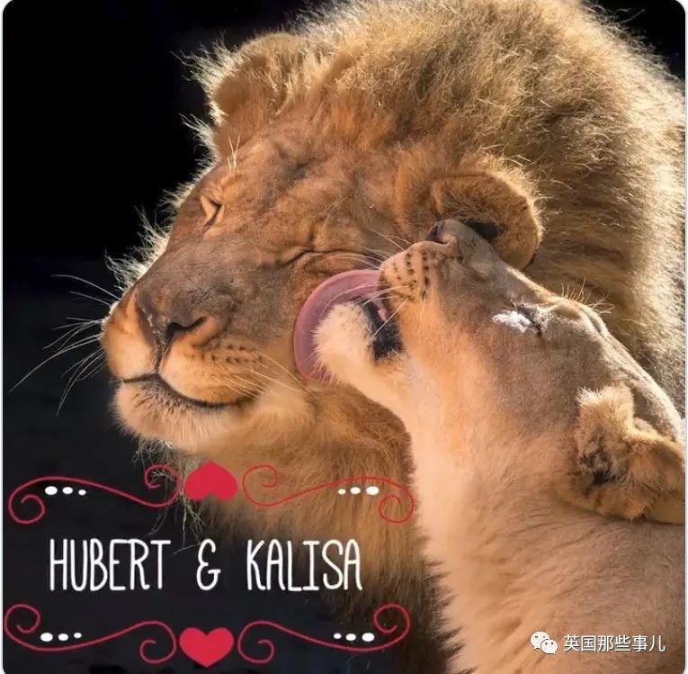 狮子|狮子夫妇忠贞相伴12年到老，如今在同一天被安乐死……