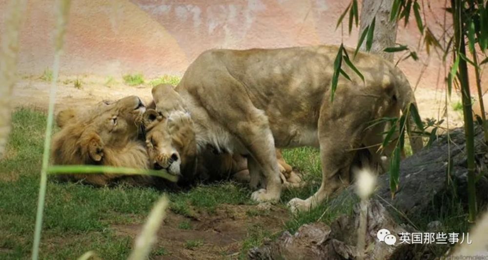 狮子|狮子夫妇忠贞相伴12年到老，如今在同一天被安乐死……