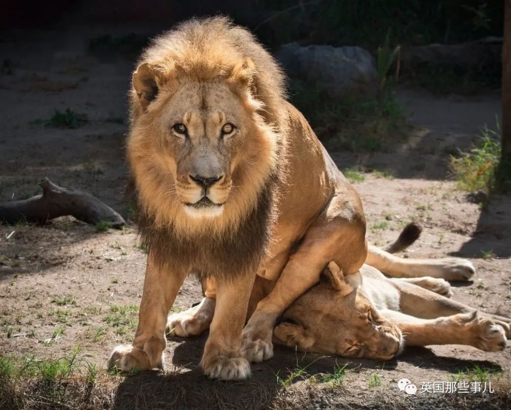 狮子|狮子夫妇忠贞相伴12年到老，如今在同一天被安乐死……