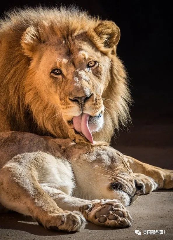 狮子|狮子夫妇忠贞相伴12年到老，如今在同一天被安乐死……