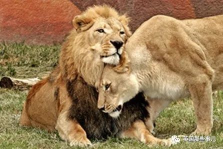 狮子|狮子夫妇忠贞相伴12年到老，如今在同一天被安乐死……