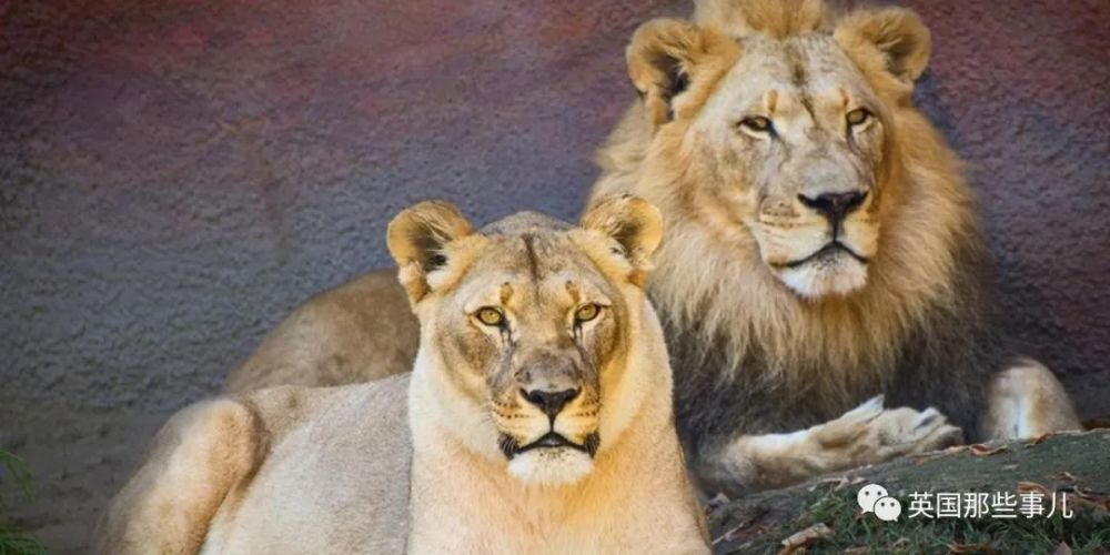 狮子|狮子夫妇忠贞相伴12年到老，如今在同一天被安乐死……