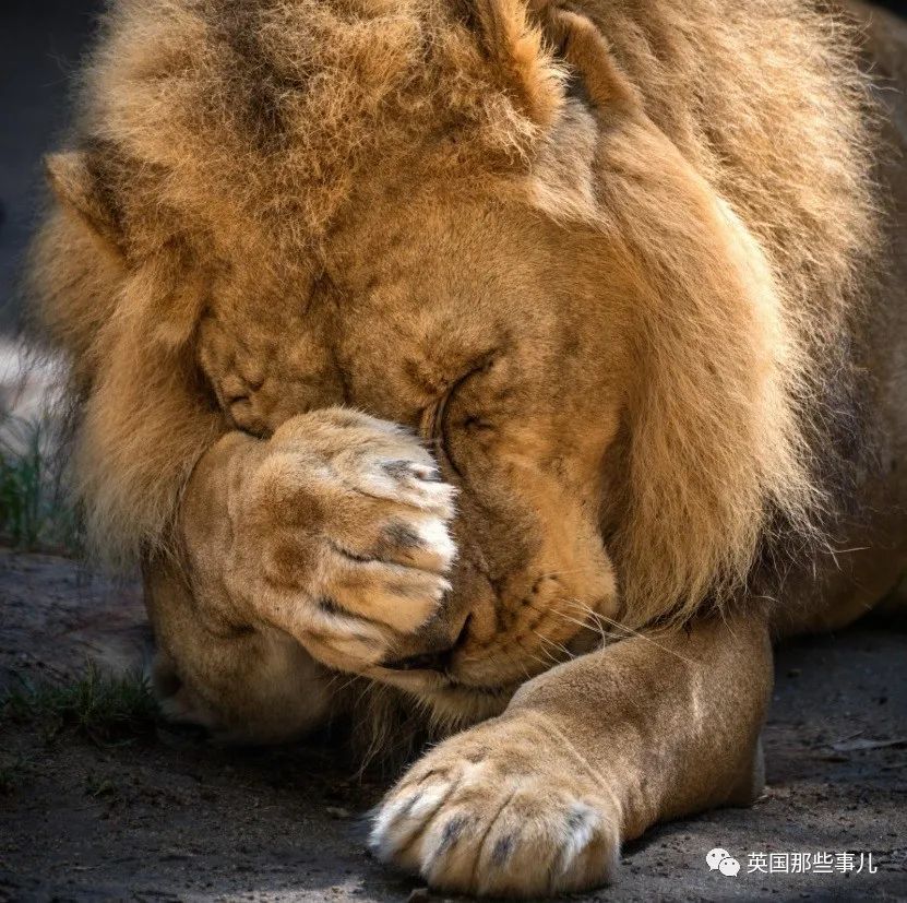 狮子|狮子夫妇忠贞相伴12年到老，如今在同一天被安乐死……