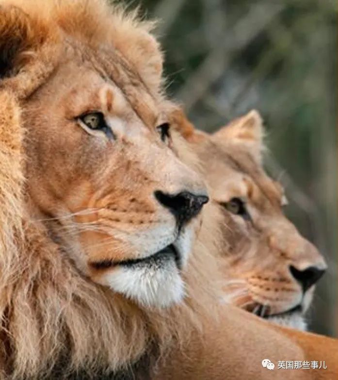 狮子|狮子夫妇忠贞相伴12年到老，如今在同一天被安乐死……