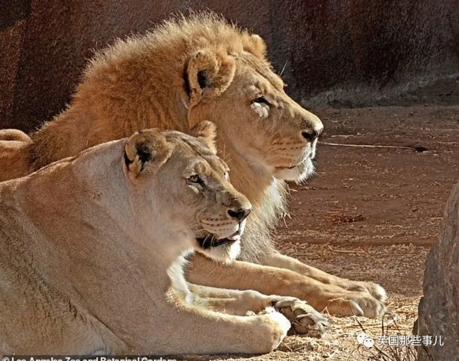 狮子|狮子夫妇忠贞相伴12年到老，如今在同一天被安乐死……