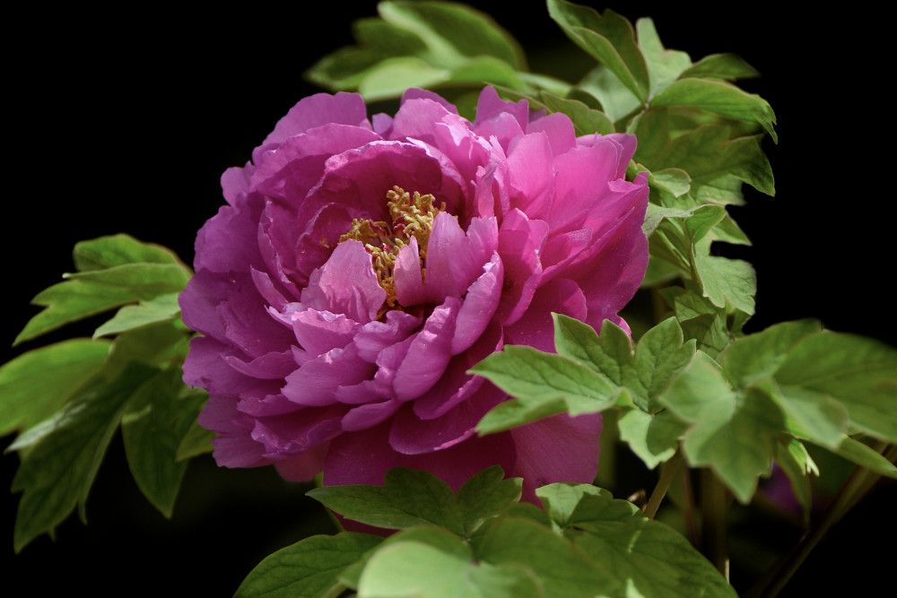 花中之王 牡丹花为何盛产于洛阳 腾讯新闻