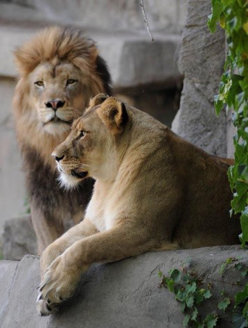 洛杉矶动物园|21岁狮子夫妇同一天接受安乐死：相伴多年，感情深厚却无幼崽