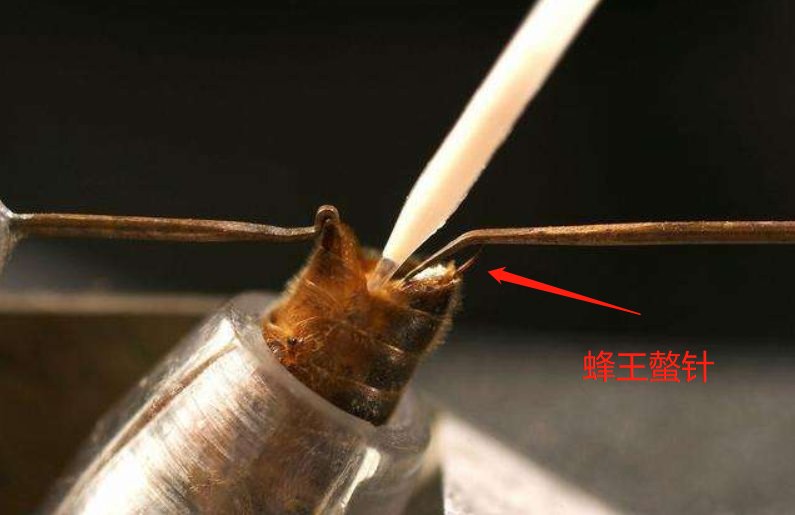 蜂王|蜂王毒腺发达，为何被养蜂人掐死也不反击？工蜂知道答案