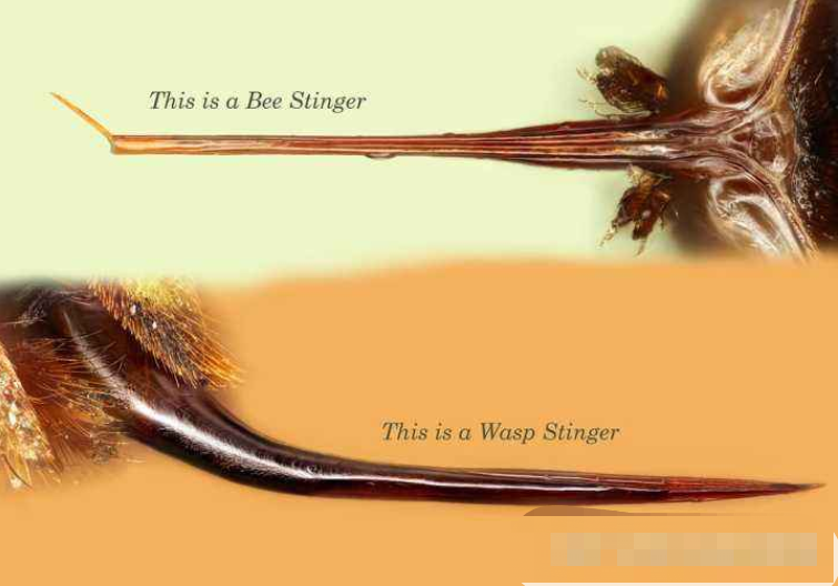 蜂王|蜂王毒腺发达，为何被养蜂人掐死也不反击？工蜂知道答案