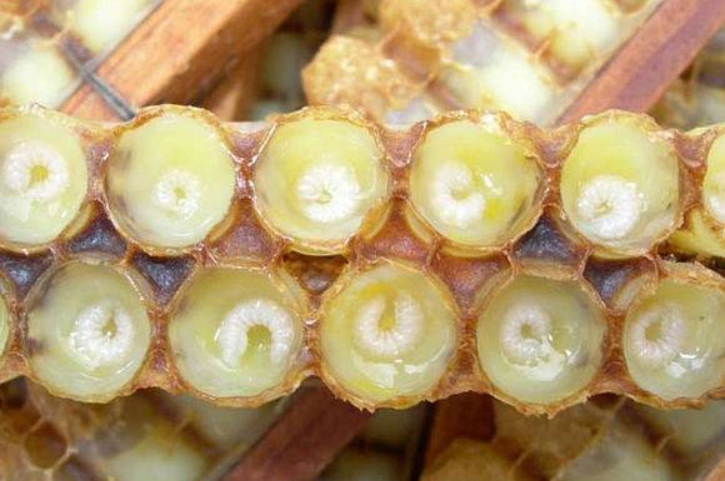 蜂王|蜂王毒腺发达，为何被养蜂人掐死也不反击？工蜂知道答案