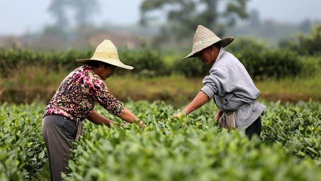 茶农自己做的白茶，比厂里做的白茶来得鲜爽？