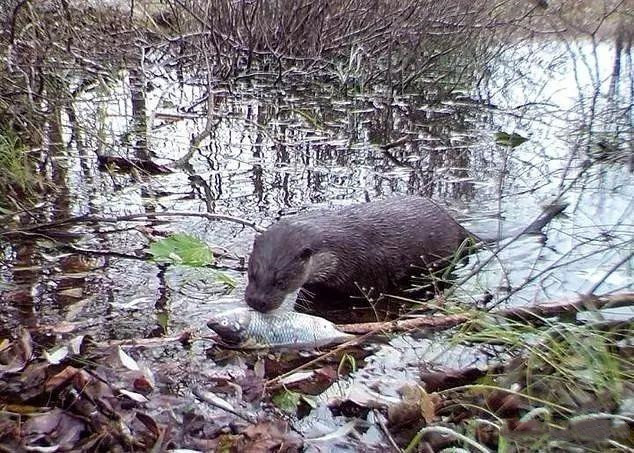 平方|2500平方千米！因核泄漏被人类遗弃，不料成为野生动物的乐园