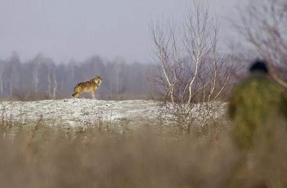 平方|2500平方千米！因核泄漏被人类遗弃，不料成为野生动物的乐园