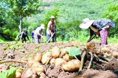 土豆|低收入村小土豆获丰收
