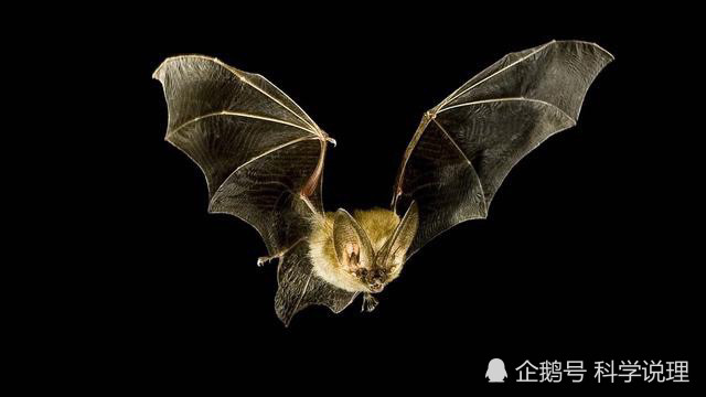 蝙蝠|6种蝙蝠高质量基因组公开，蝙蝠免疫病毒的能力，终于有了答案