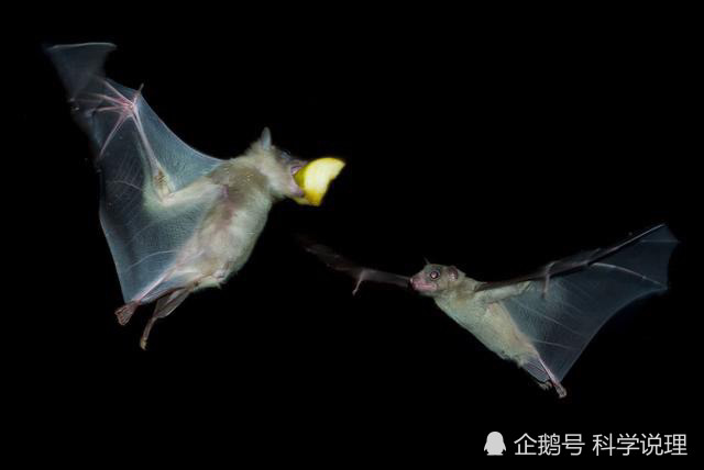 蝙蝠|6种蝙蝠高质量基因组公开，蝙蝠免疫病毒的能力，终于有了答案