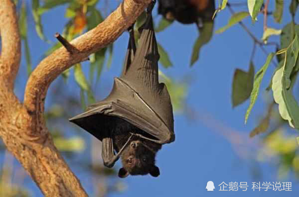 蝙蝠|6种蝙蝠高质量基因组公开，蝙蝠免疫病毒的能力，终于有了答案