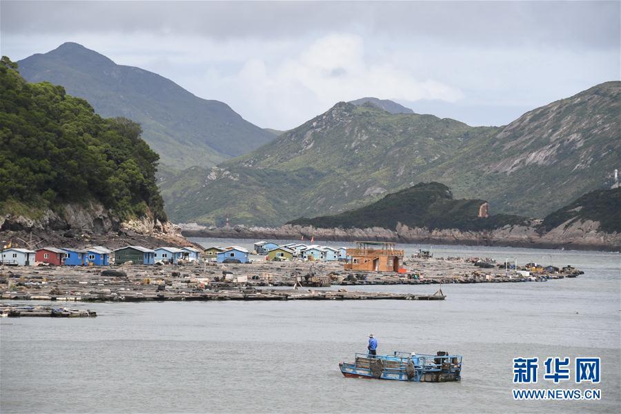 8月3日,渔排停靠在福建霞浦县三沙镇海域避风.