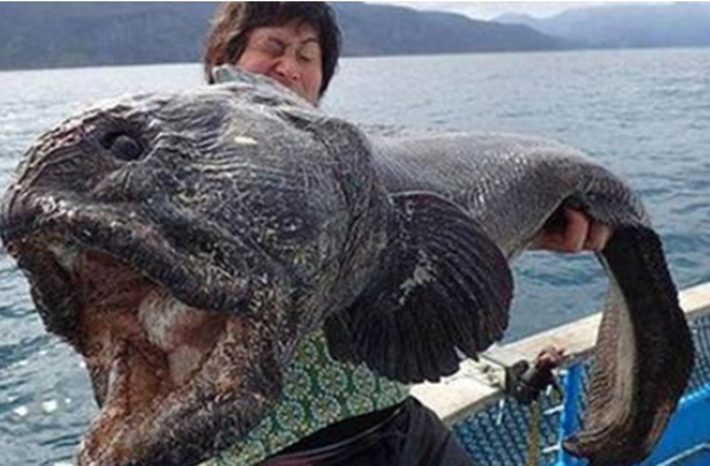 核辐射有多恐怖?4张动物变异图片曝光,触目惊心_腾讯新闻