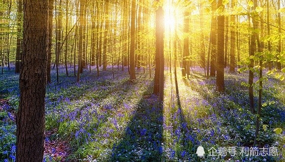 我国最好的几所林业大学！高考生赶紧看看！
