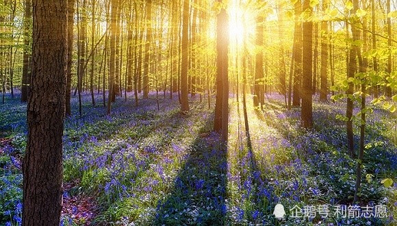 我国最好的几所林业大学！高考生赶紧看看！