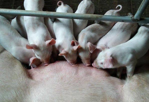 小猪拉稀的原因有哪些?本文帮你解析