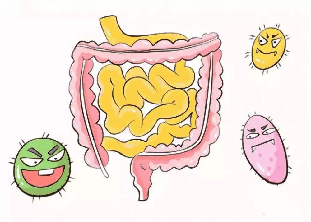 小肠健康心脏就健康？原来有这种关系