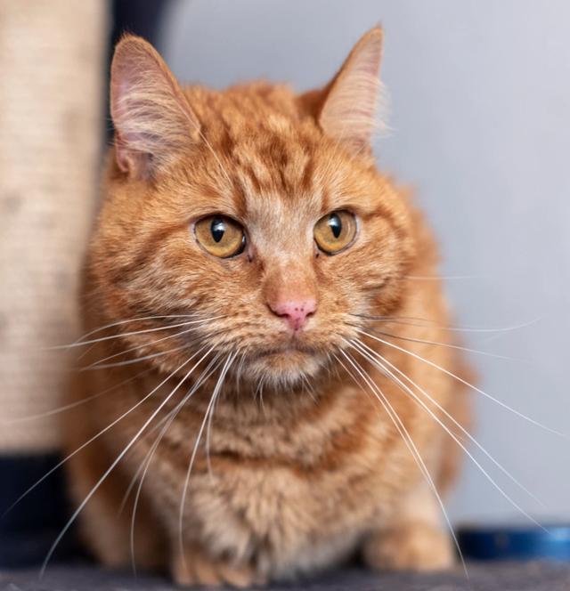 橘猫|机灵！英国橘猫从新主人家出逃，花7周独行40英里，重回旧主人家