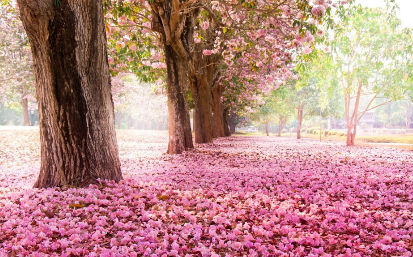 王勃|王勃经历了人生的大起大落，悟出首落花诗，共用了9个落花，经典