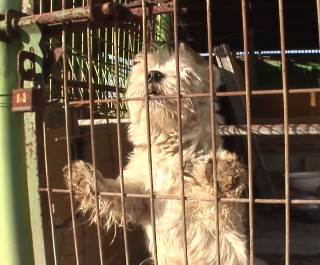 山村里圈养着一群名贵犬,活着只为生小狗,死后方能