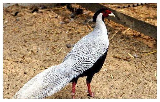 塔罗占卜:哪只野凤凰最招财?测你是个闷声发大财的人吗!