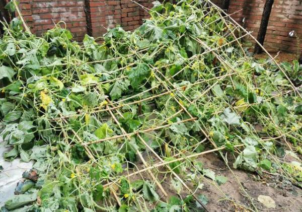 谢霆锋|谢霆锋再次被舆论，儿子生日只字不提，只关心自己的菜园子？