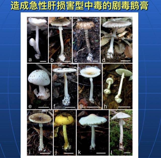 专家:野生蘑菇中毒死亡率高达20%