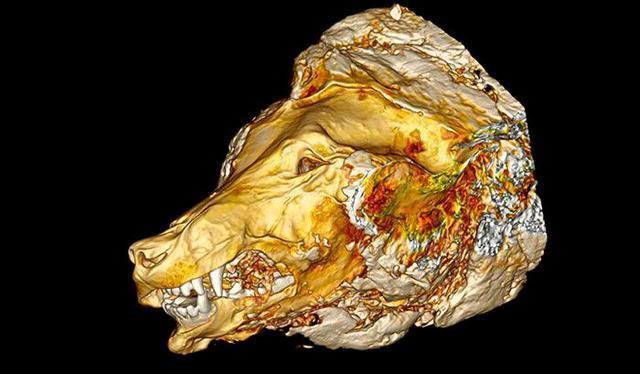 科学家|科学家预测成真！加拿大两冰盖3年彻底消失，北极圈担心的或发生