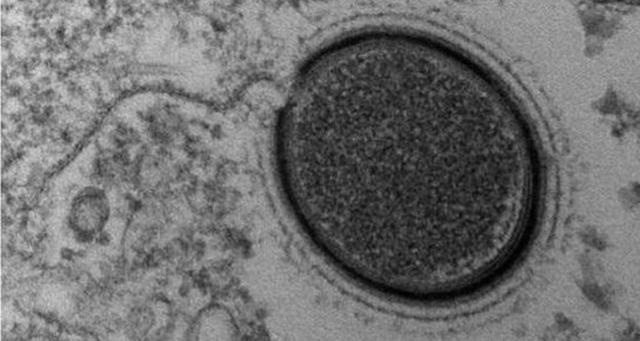 科学家|科学家预测成真！加拿大两冰盖3年彻底消失，北极圈担心的或发生