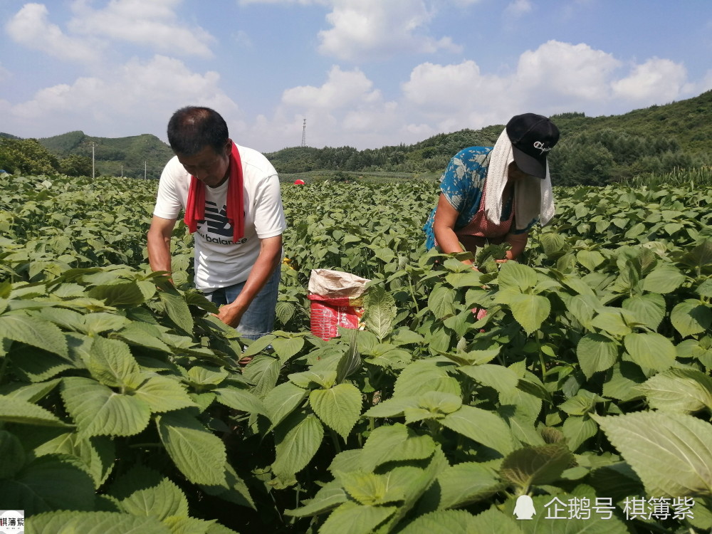 75岁奶奶40度高温打苏子叶凉水直接浇头上日赚百元养老伴儿