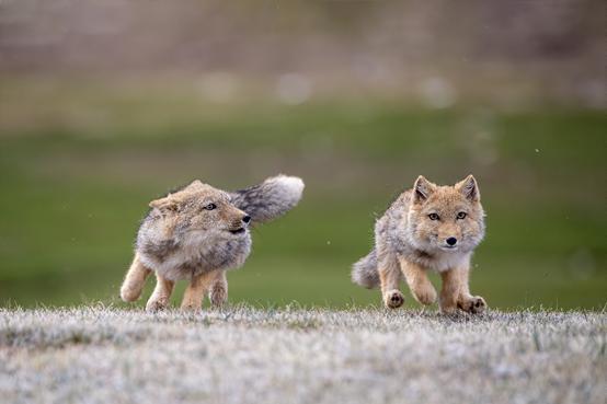 两只藏狐幼崽