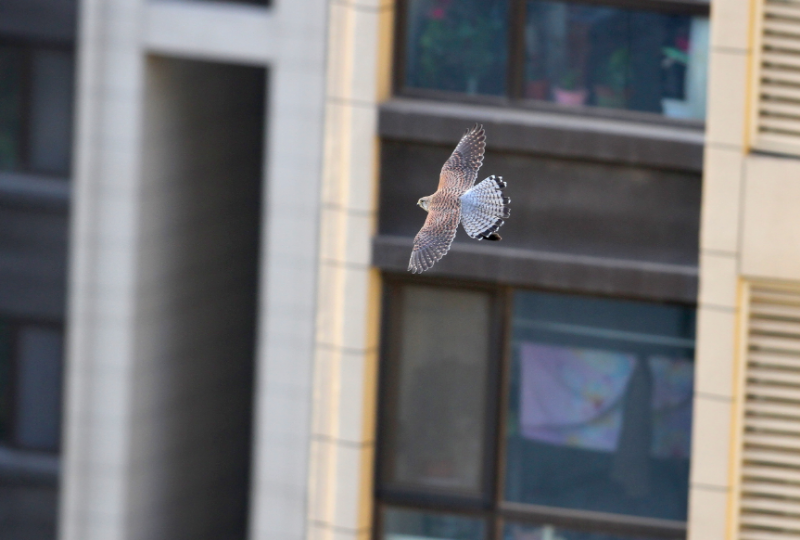 红隼|北京一小区再现红隼夫妇！空调外挂机筑巢，孵出六只宝宝