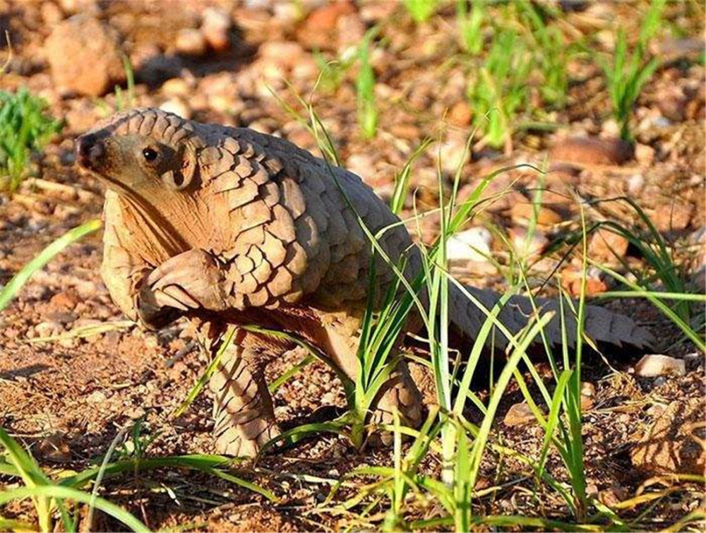 穿山甲频频出洞!靠坚硬鳞片活了8000万年,如今险被人赶尽杀绝