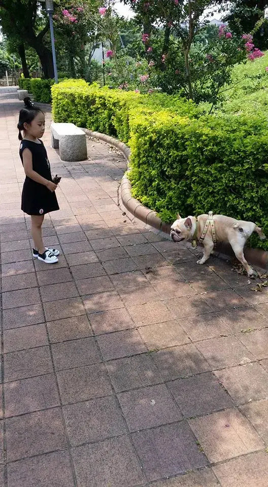 13岁斗牛犬双目失明尿失禁 女主人 它陪我结婚生子 我是它的导盲犬 法国斗牛犬 导盲犬 狗狗 铲屎官