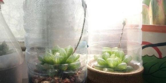 养花不想花钱该怎么办 学会3技巧 花盆 花苗 花肥全有了 腾讯新闻