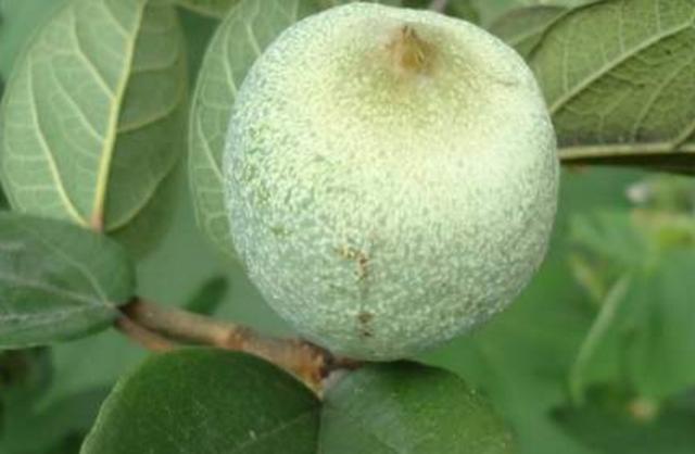 农村的一道美食,如今十分难得,有人靠着它月入10万,你吃过吗?