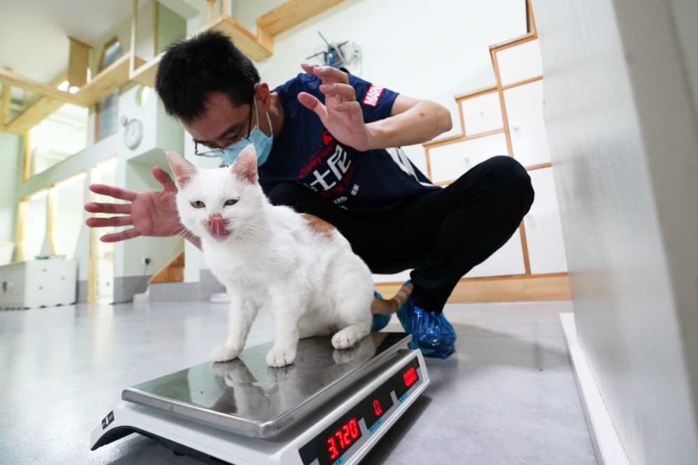 流浪猫|北京有群爱猫人，想给每只流浪猫找个“铲屎官”