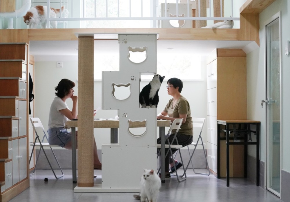 流浪猫|北京有群爱猫人，想给每只流浪猫找个“铲屎官”