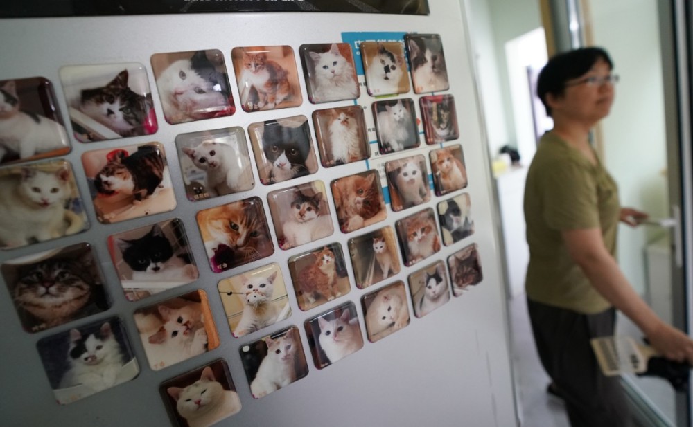 流浪猫|北京有群爱猫人，想给每只流浪猫找个“铲屎官”