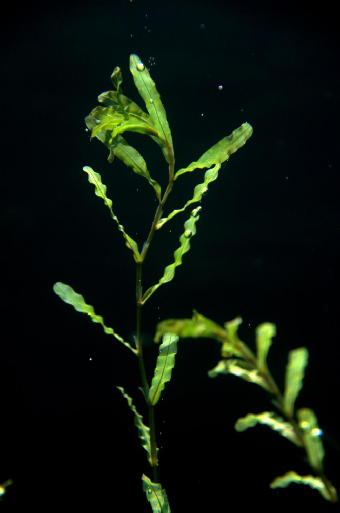 菹草(图片来源:付文龙)