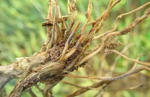 根土蝽的危害与防治