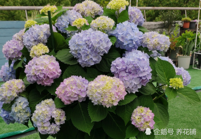 绣球花剪后2件事 千万别大意 明年开花翻倍 绣球花 植株