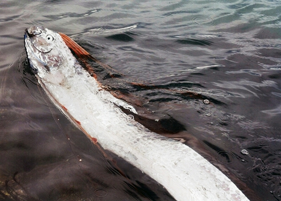 【突发】香港海域惊现3米长地震鱼尸体!有点慌……_腾讯新闻
